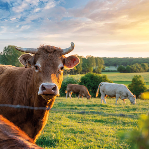 Livestock and Animal Production